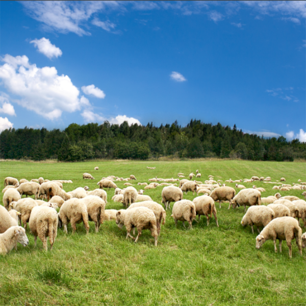 獸藥殘留檢測(cè)服務(wù) Featured Image