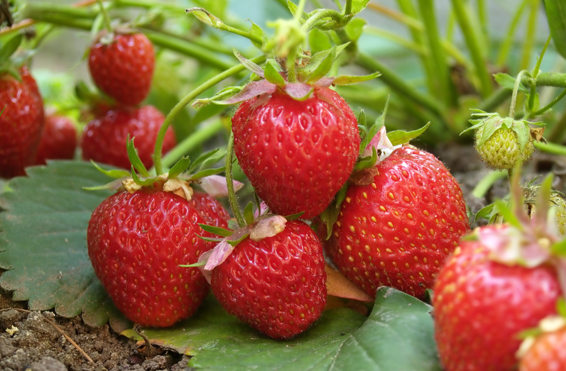 從源頭到餐桌：恒譜生專業(yè)農(nóng)藥殘留檢測，筑牢食品安全防線！