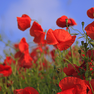 警惕食品安全！液相色譜法助力“罌粟添加劑”檢測